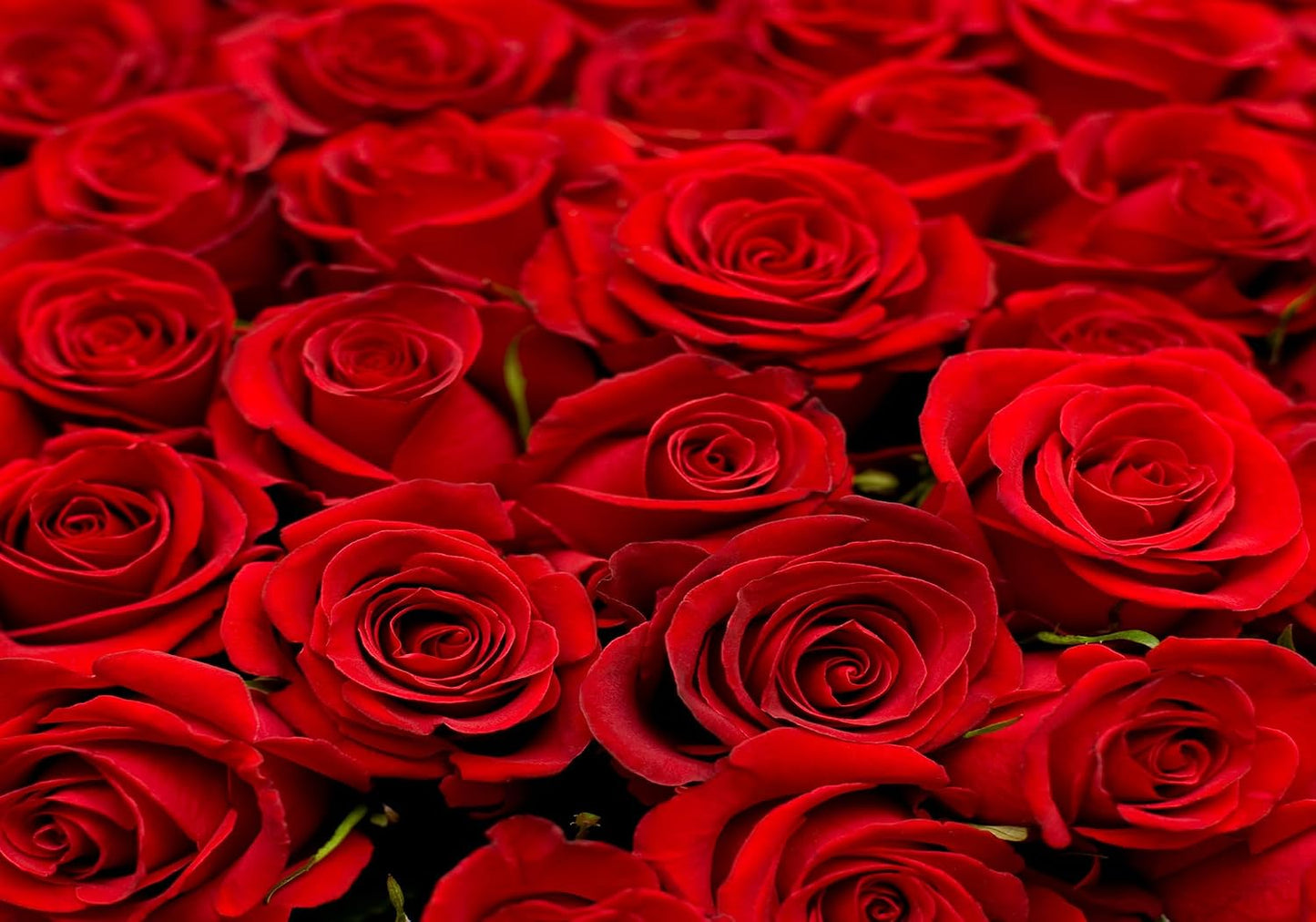 SHDASMIL 10X7ft Fabric Bright Red Roses Close Up Backdrop Fresh Floral Bouquet Background for Valentines Day Wedding